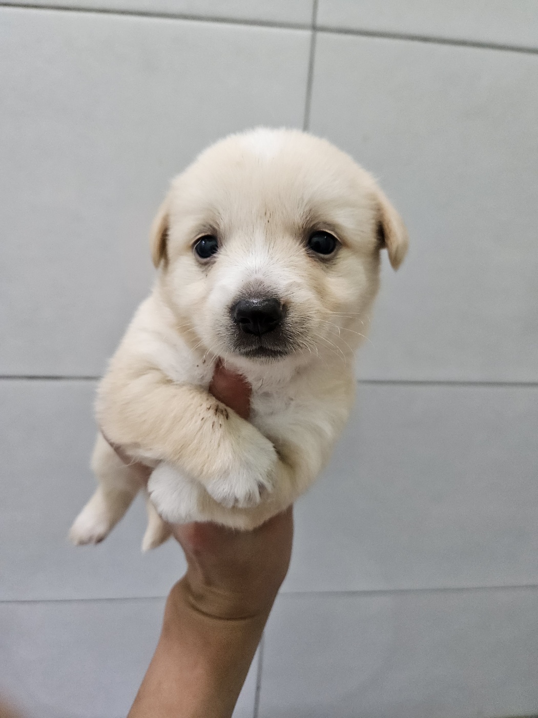 아산동물복지지원센터_444452202401385